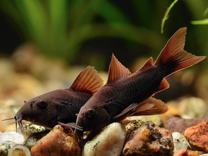 corydoras_sp._black_venezuela.jpg