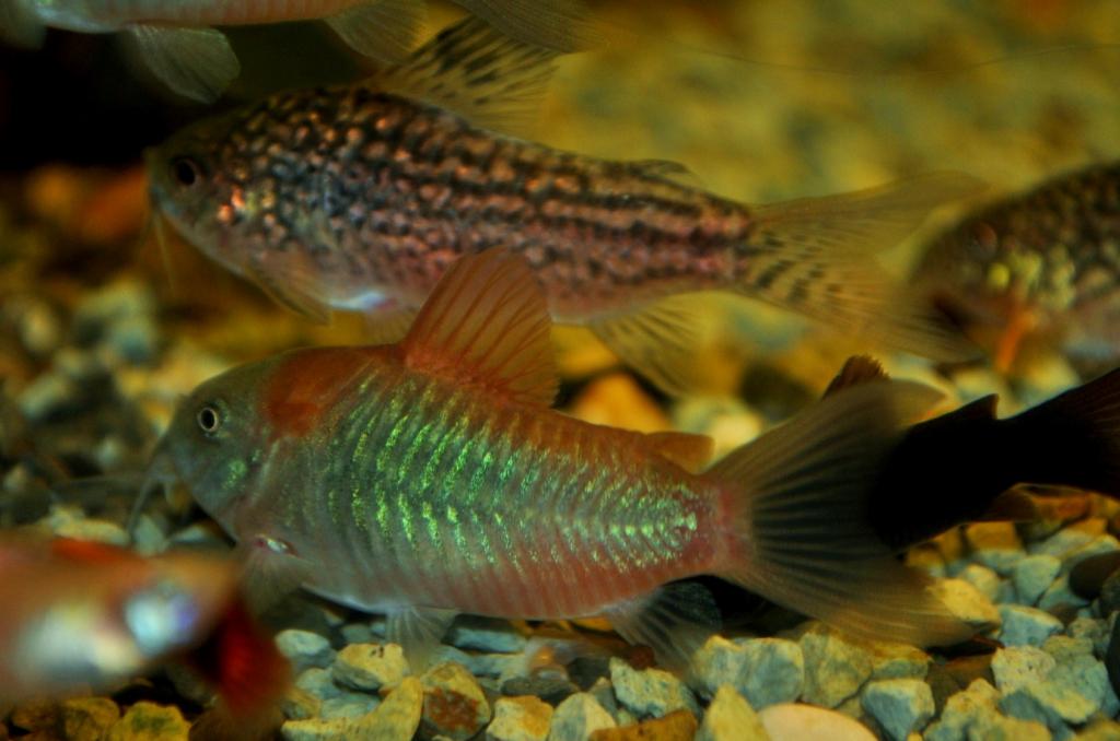 corydoras_venezuelanus.jpg