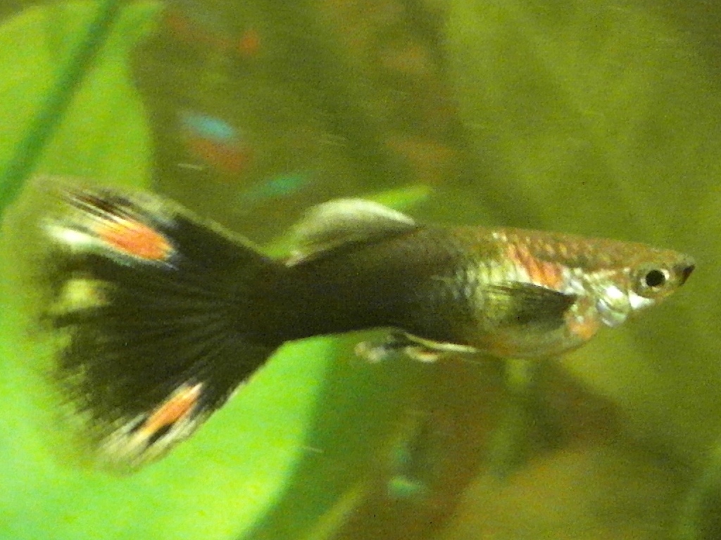 guppi_sam6.jpg