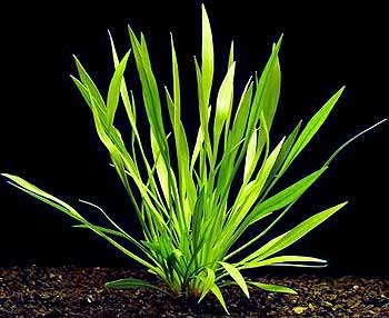 angustifoliya.jpg