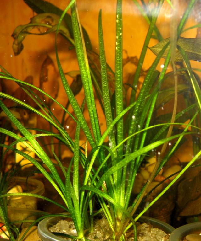 angustifoliya_img_2098.jpg