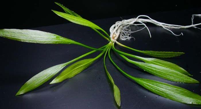 araguya_from_brazil_uzkie_listya.jpg