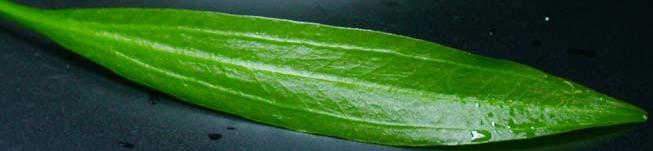 araguya_from_brazil_uzkie_listya_1.jpg