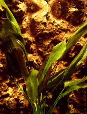 aseng.jpg