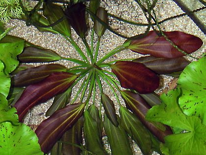 bart_3.jpg