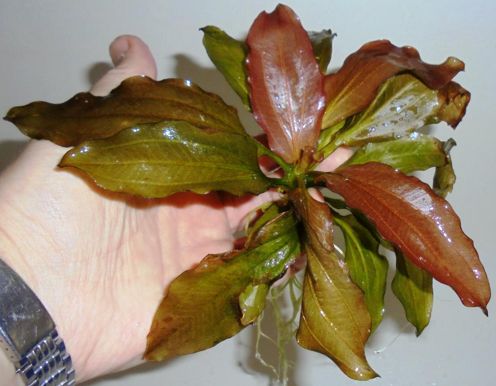 dsc01280_0.jpg