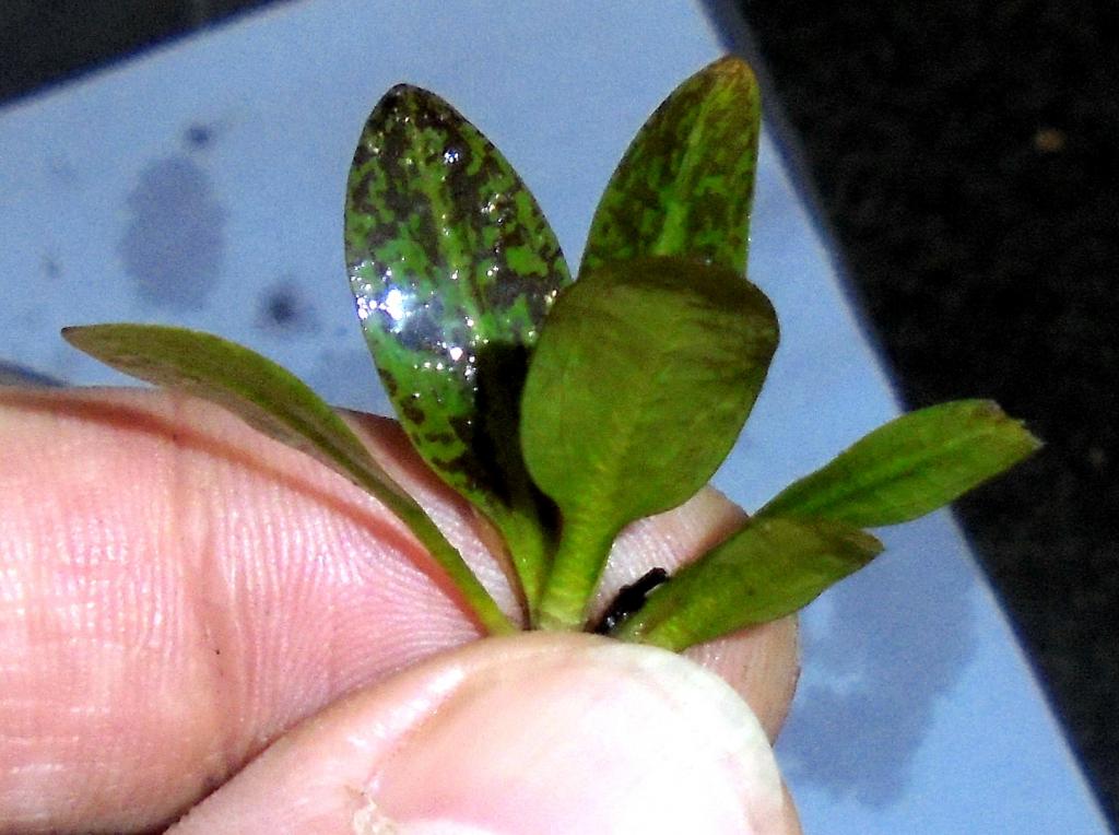 dsc02785_0.jpg