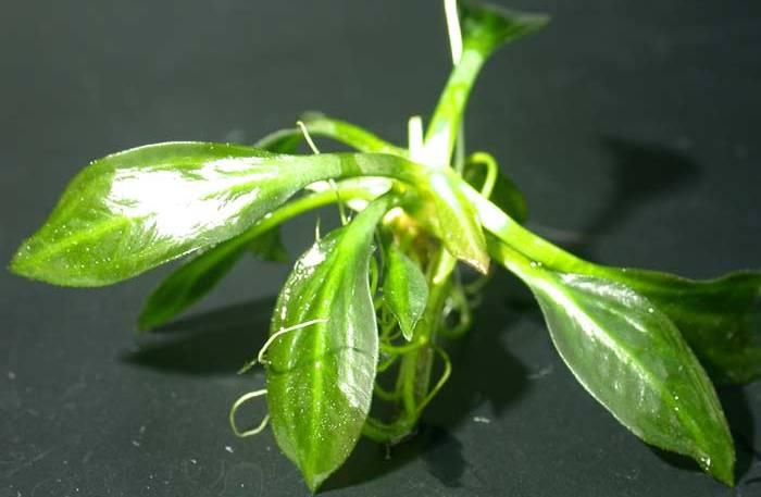 ehinodorus_sp_paragvay.jpg