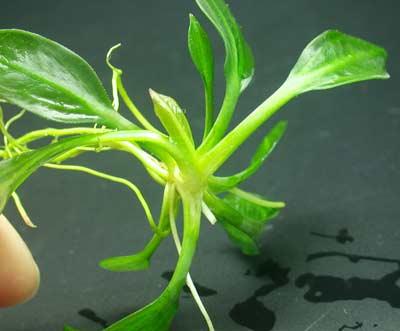 ehinodorus_sp_paragvay_1.jpg
