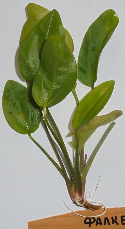 falke_dsc02903.jpg