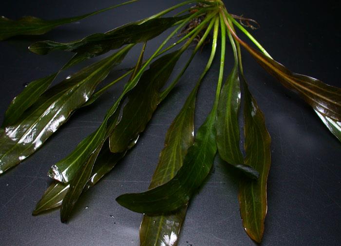 goremani_from_verde_2003.jpg