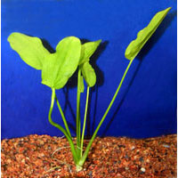 kardifolius_radikans_1.jpg