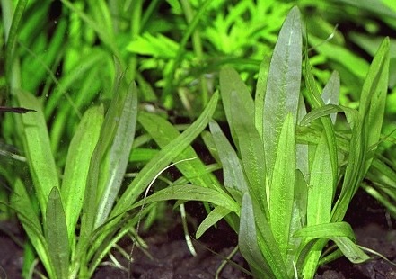 latifolius.jpg