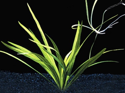 latifolius_1.jpg