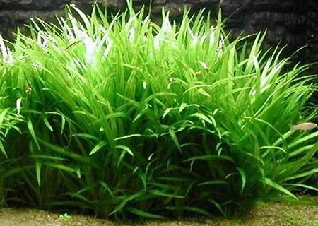 latifolius_2.jpg