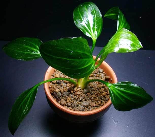 opakus_verde_2.jpg