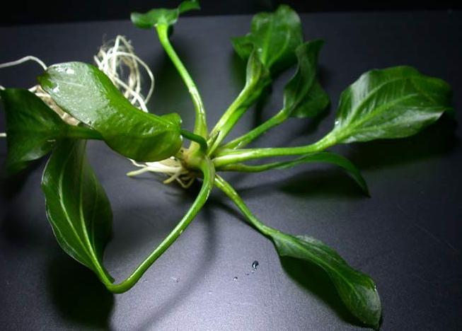 opakus_verde_3.jpg