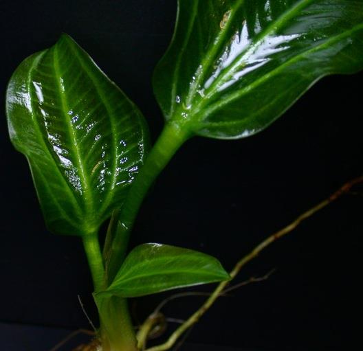 opakus_verde_4.jpg