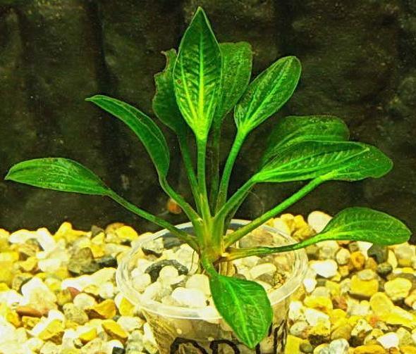 opakus_verde_5.jpg