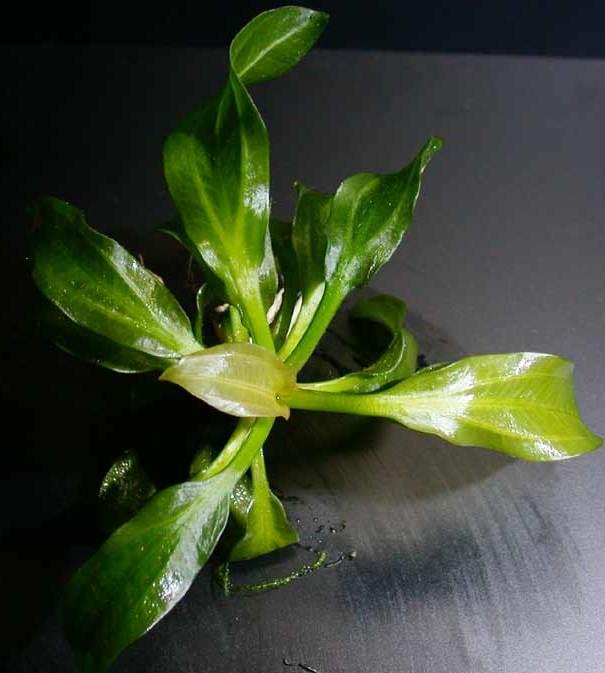 porto_2002.jpg