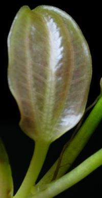 saturn_ibiraputa_2.jpg