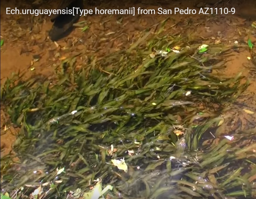 urugvayskiy_pedro.jpg