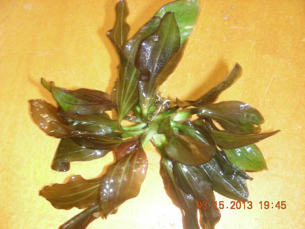 dscn3668.jpg