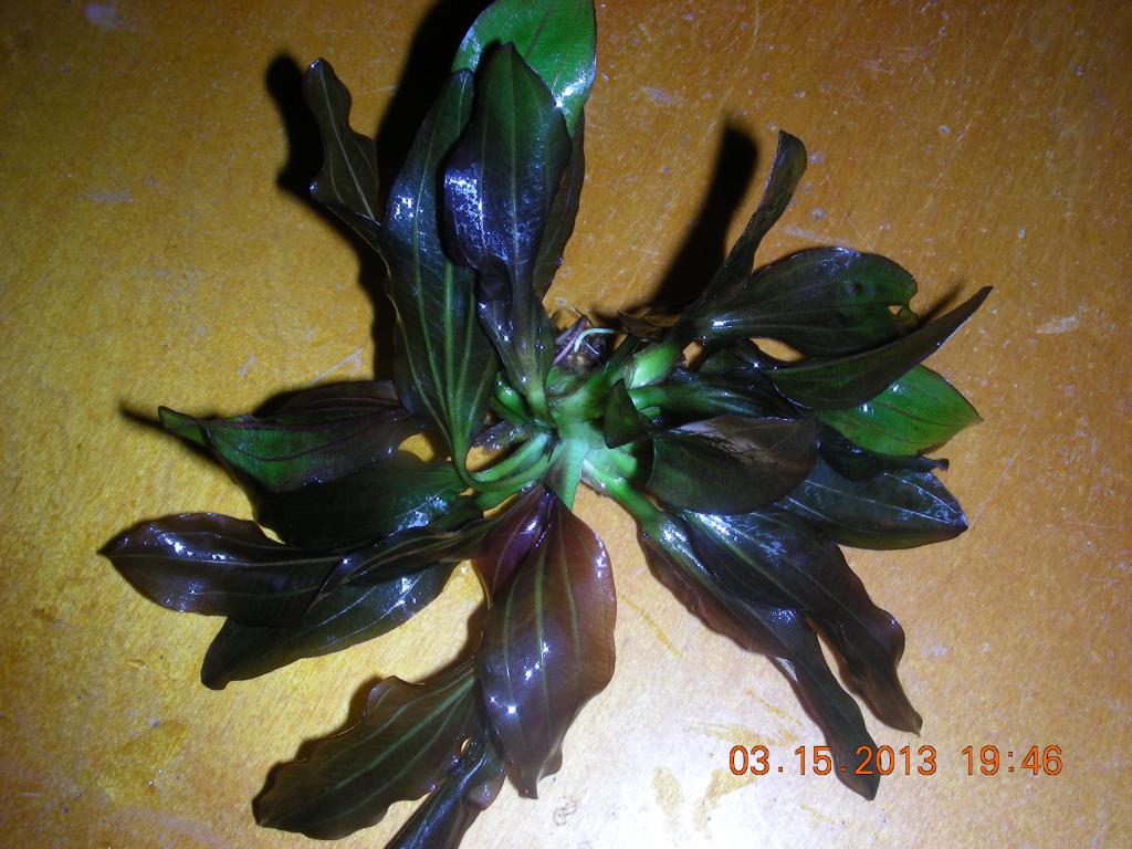 dscn3670.jpg