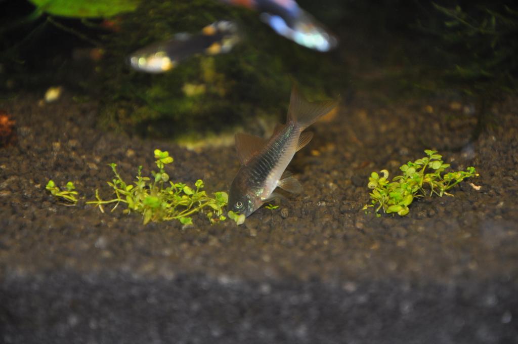 dsc_0729.jpg