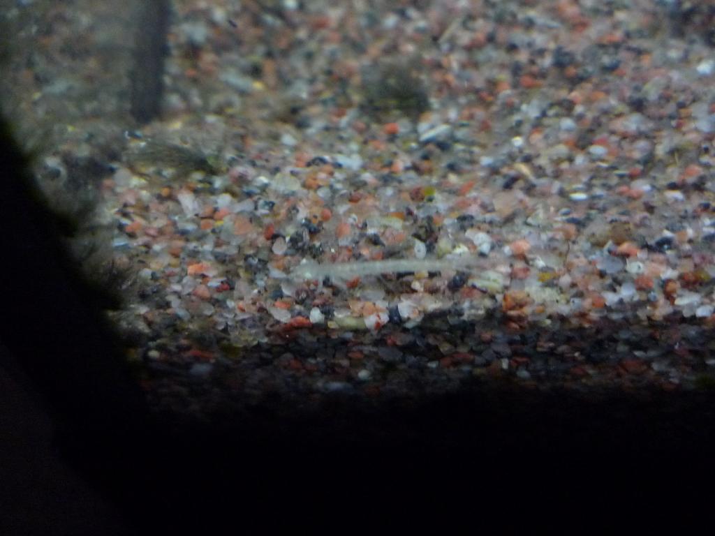 p1050153.jpg