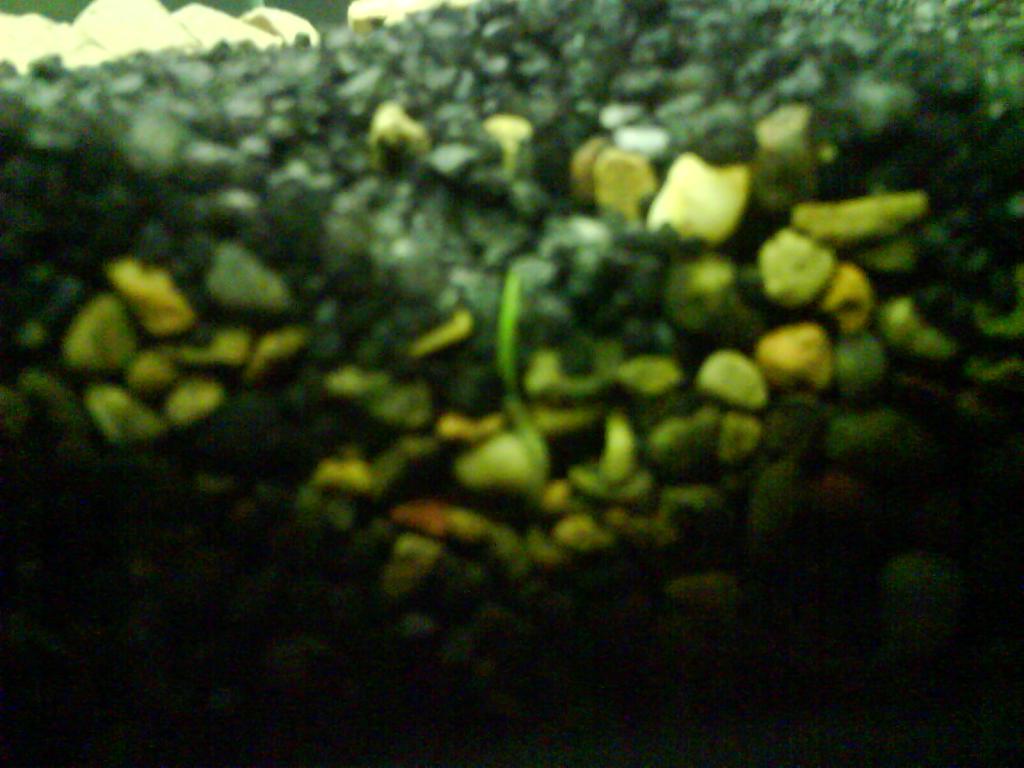 dsc01410.jpg