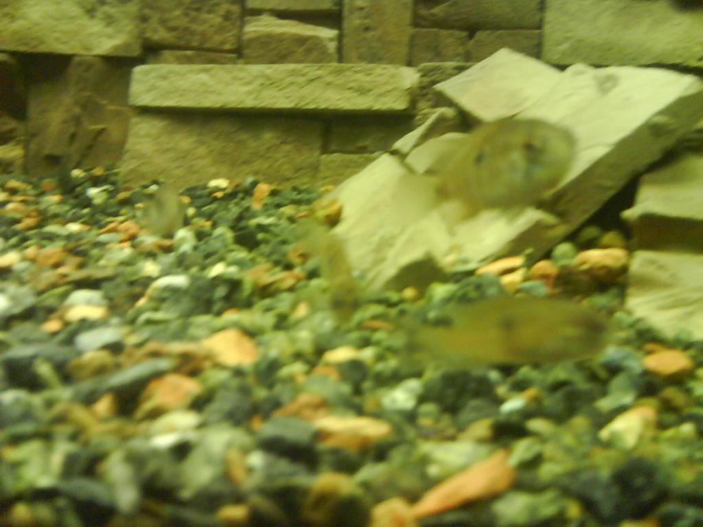 dsc01418.jpg