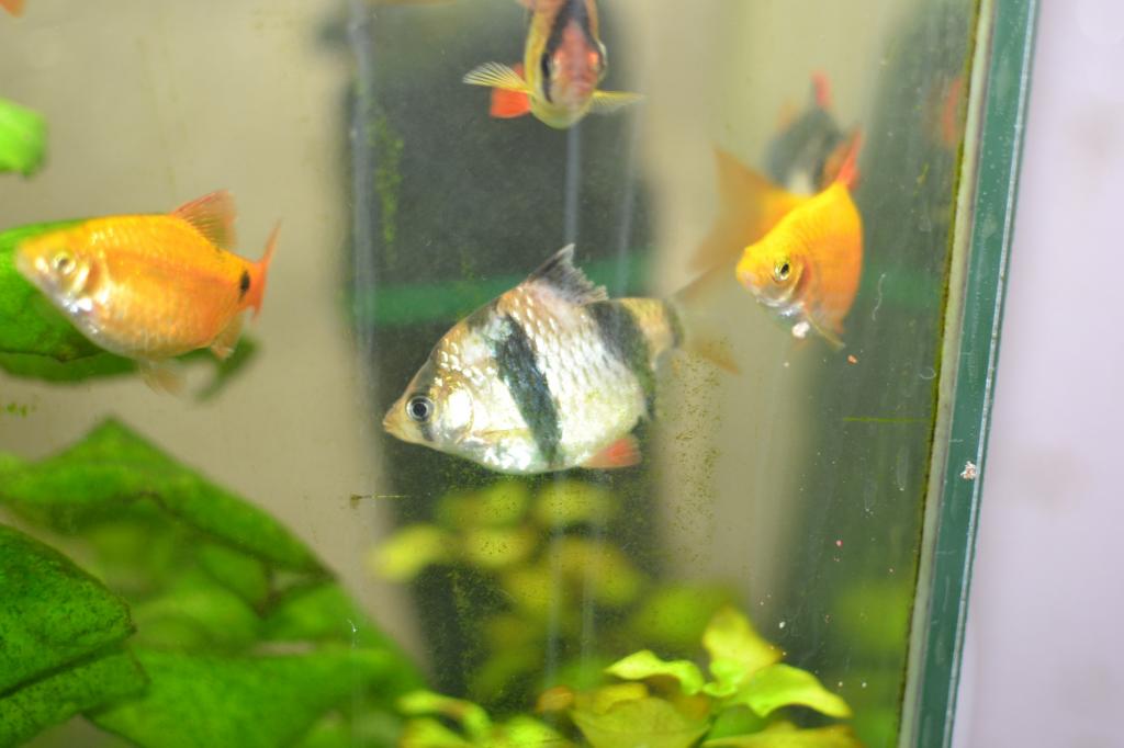 dsc_0012.jpg