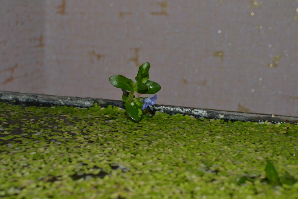 dsc_0247.jpg
