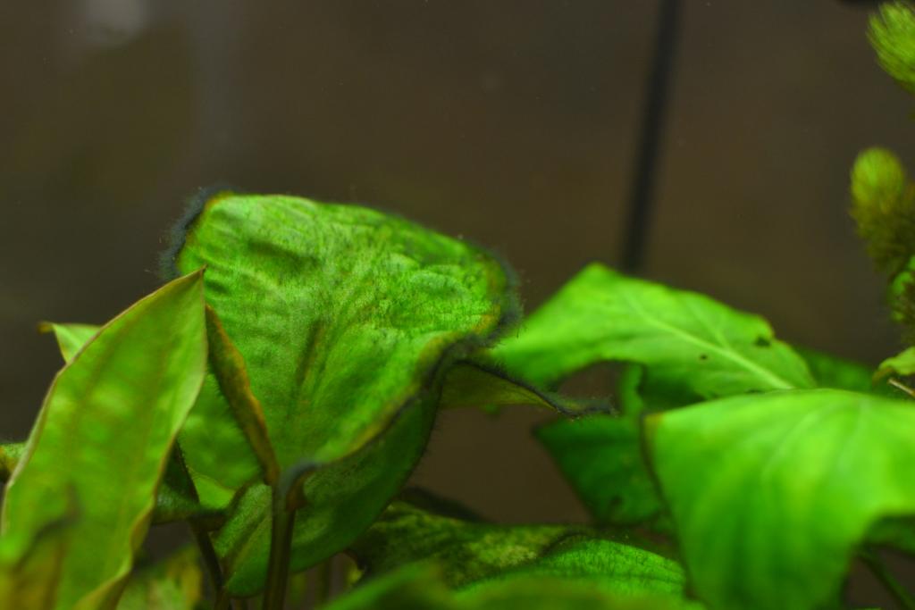 dsc_0495.jpg