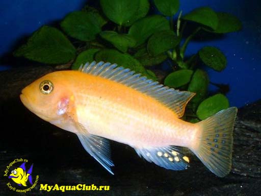 pseudotropheus_zebra_03.jpg