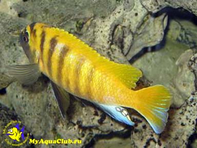pseudotropheus_zebra_05.jpg
