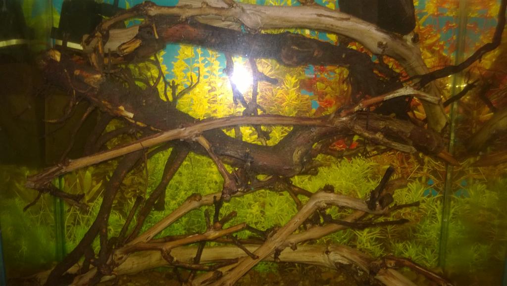 wp_20150702_0011.jpg