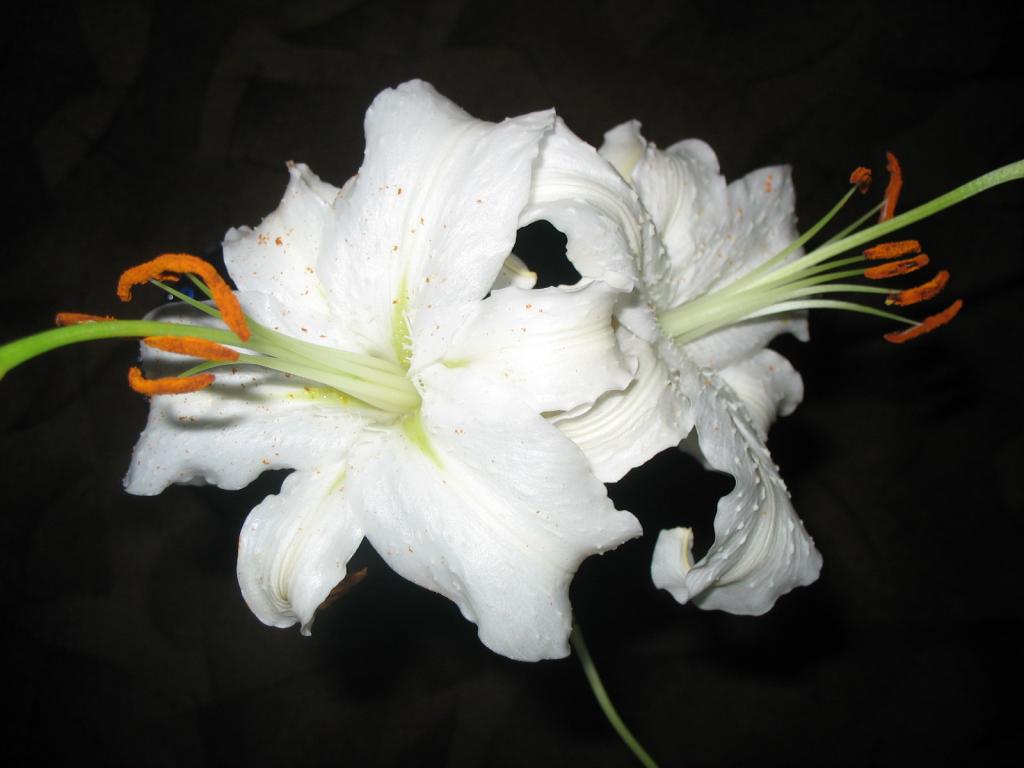 img_1938_0.jpg