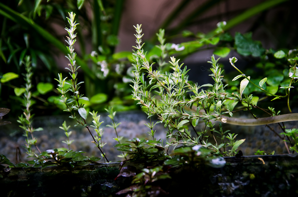 akvarium2.jpg