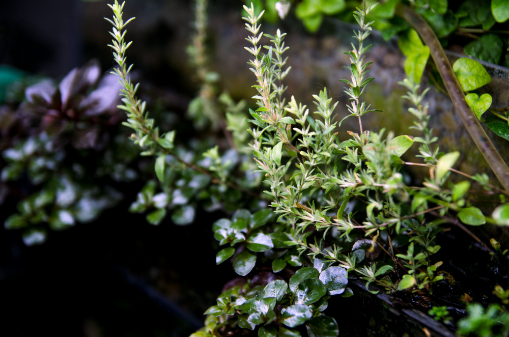 akvarium4.jpg