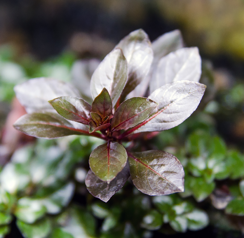 akvarium5.jpg