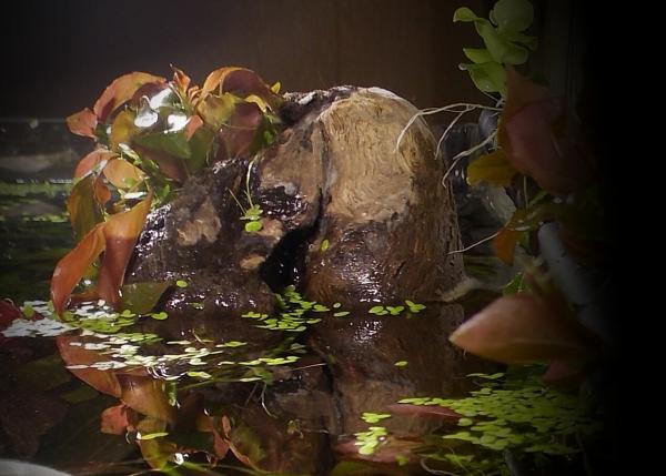 img_20150517_155346.jpg