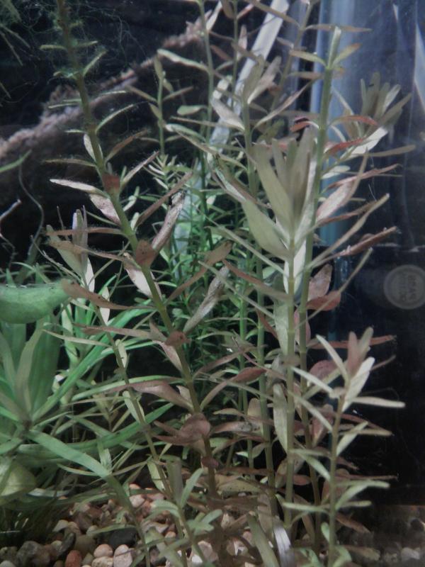rotala_indiyskaya.jpg