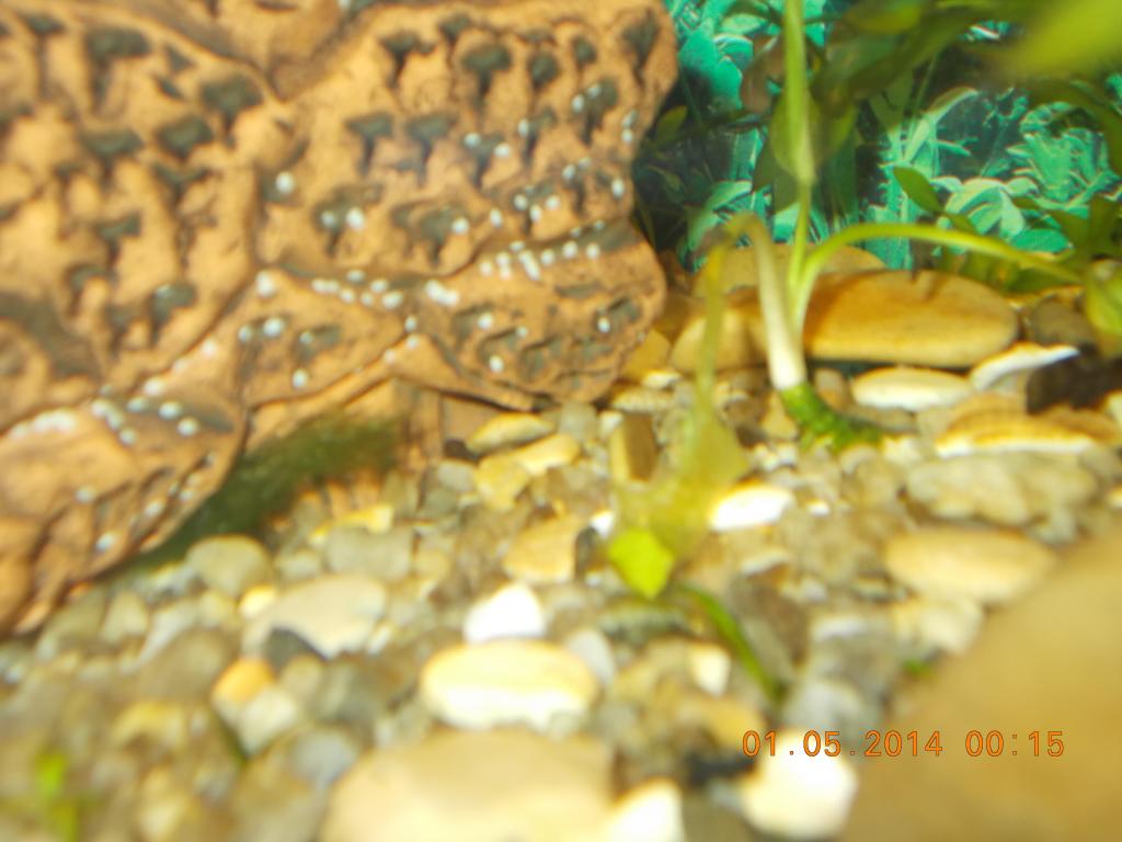 dscn0286.jpg