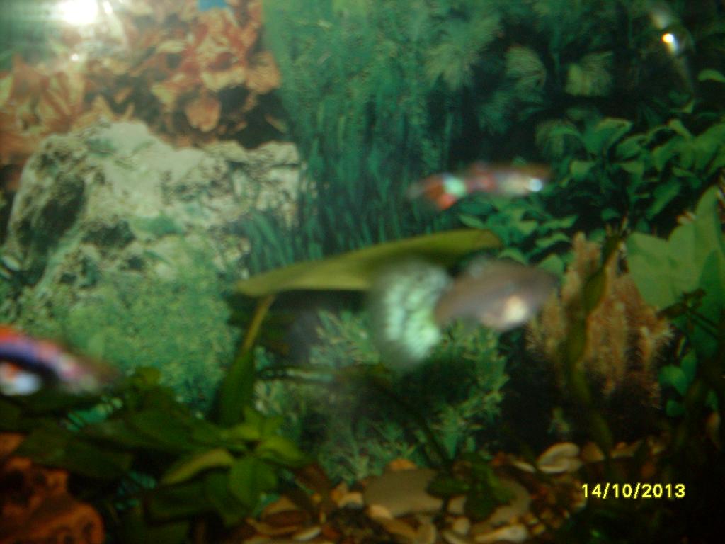 sdc11684.jpg