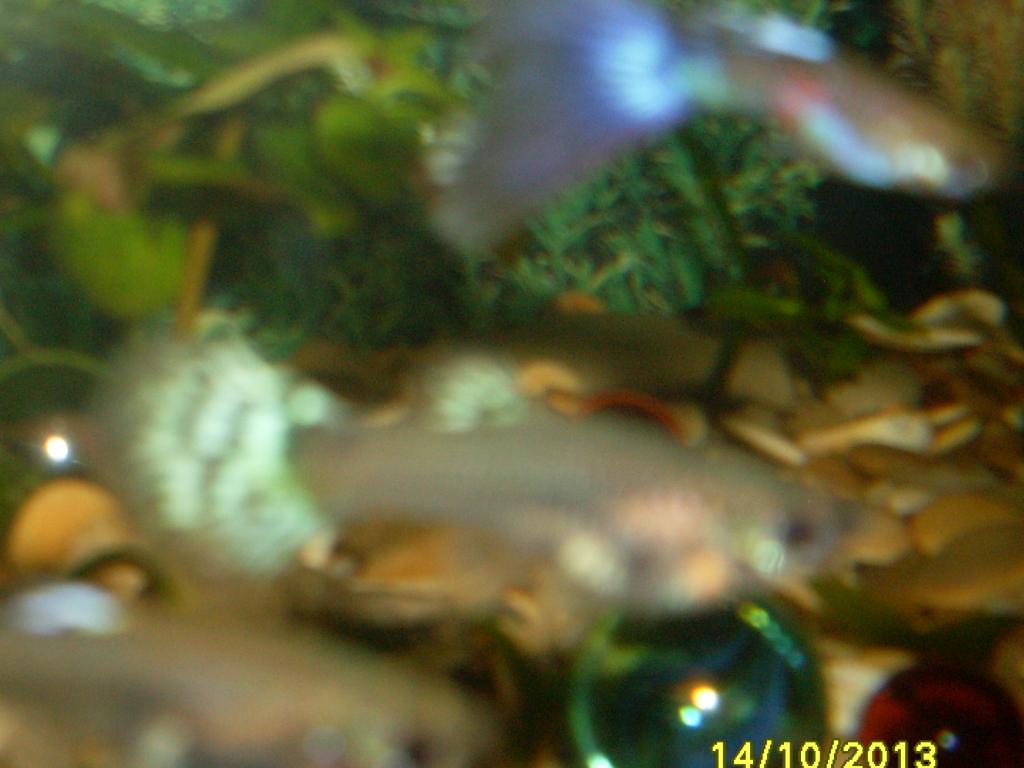 sdc11697.jpg