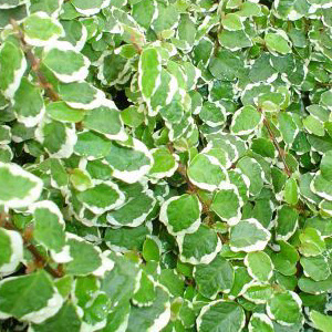 ficus-pumila-variegata.jpg