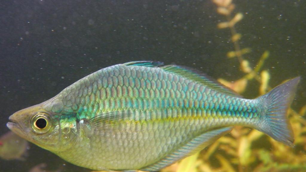 melanotaenia_lacustris_0.jpg