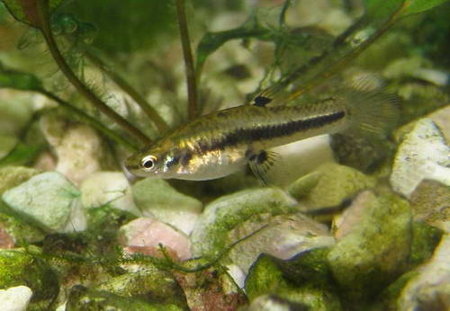geterandriya-formoza-foto4.jpg